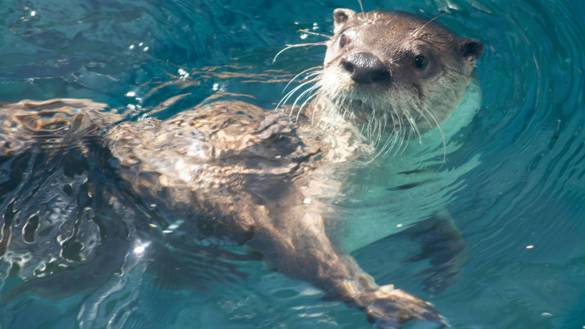 ABQ BioPark Aquarium, North American River Otter Exhibit Bridgers